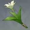 塞西莉亚花