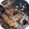 将军不败（海量送充值）专属礼包