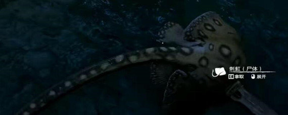 绿色地狱刺魟的尖刺有什么用