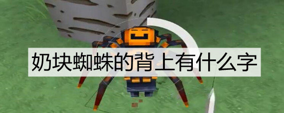 奶块蜘蛛的背上有什么字