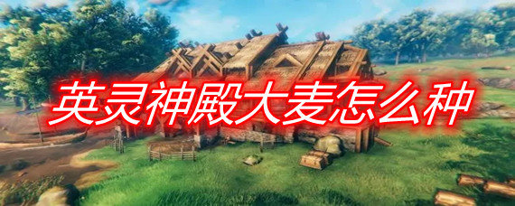 英灵神殿大麦怎么种