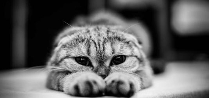 猫咪类手游排行榜
